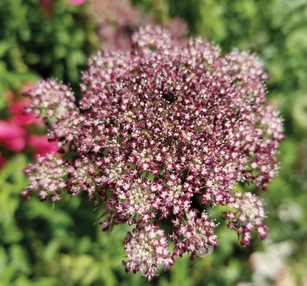 Queen Anne's Lace 'Dara