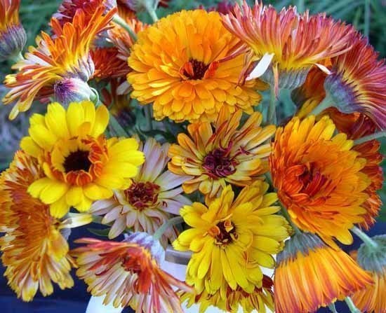 Flashback Calendula