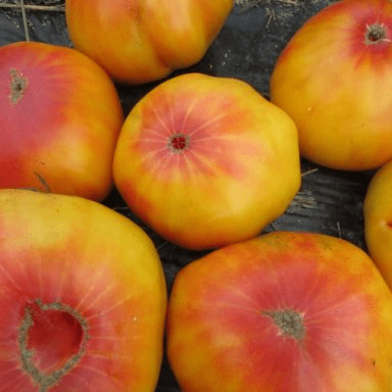 Gold Medal Tomato