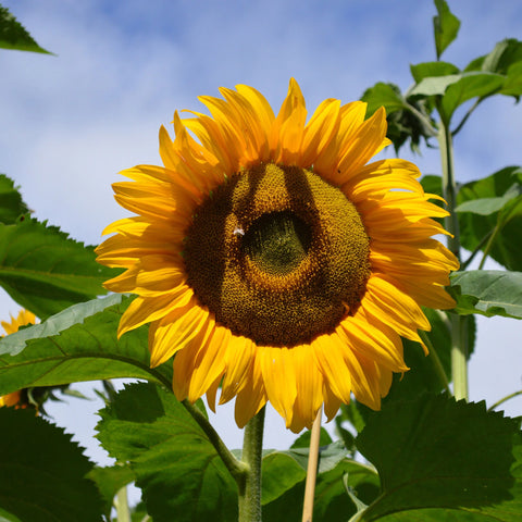 Mammoth Grey Stripe Sunflower