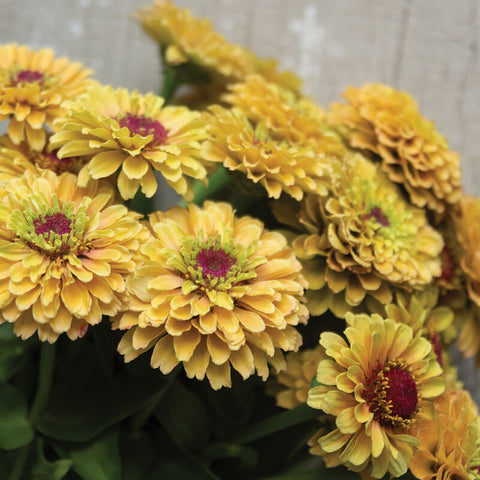 Queeny Lemon Peach Zinnia