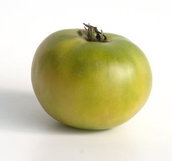 Dwarf Kelly Green Tomato