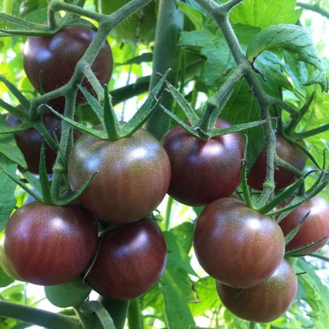 Black Cherry Tomato