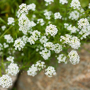 Carpet of Snow Alyssum