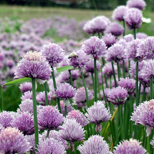 Chives