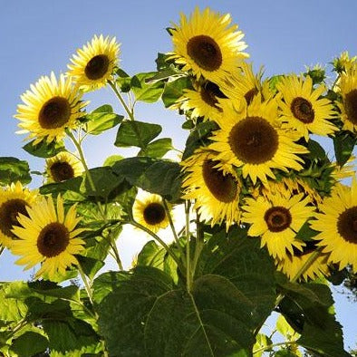 Giant Primrose Sunflower