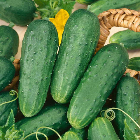 Homemade Pickles Cucumber