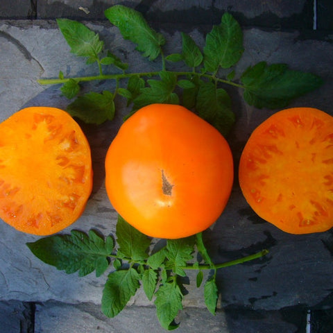 Mary Reynolds Orange Tomato