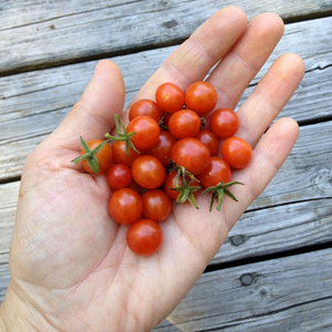 Mexico Mini Tomato