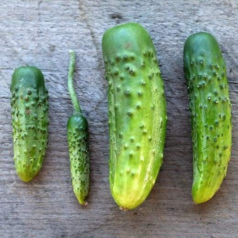 Parisian Pickle Cucumber