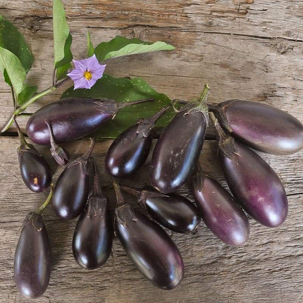 Patio Baby Eggplant (F1 Hybrid)