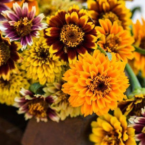 Persian Carpet Zinnia