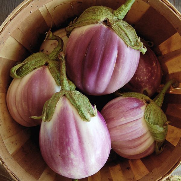 rosa bianca eggplant seeds Rosa Bianca Eggplant – Greener Thumb Eco Nursery