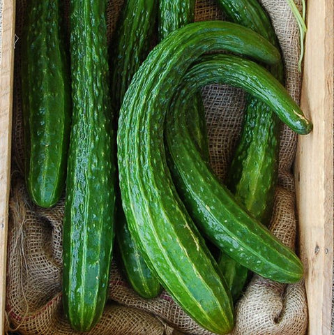 Suyo Long Cucumber