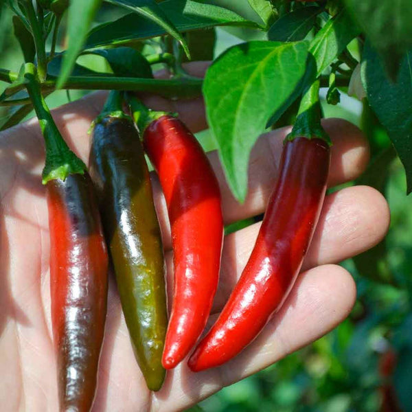 Tampiqueño Serrano Pepper